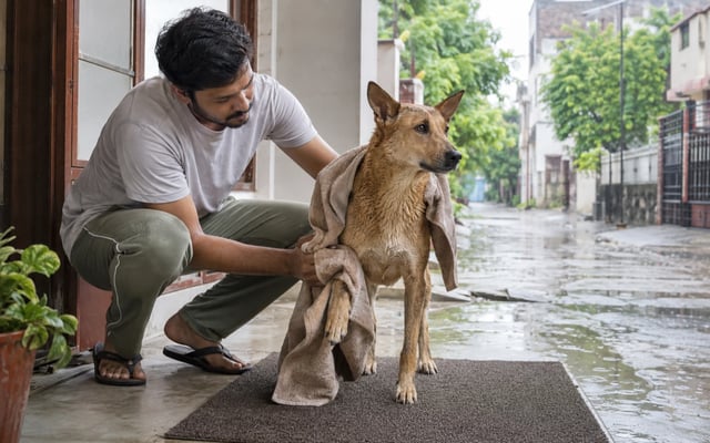 A Meerut pet parent towel-dries a wet Indian pariah dog at a covered doorway after a monsoon walk.