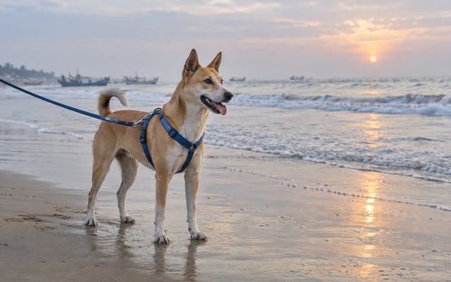 A tan-and-white Indie dog in a blue harness and leash stands on cool wet sand at sunrise along Chennai's Bay of Bengal coast.