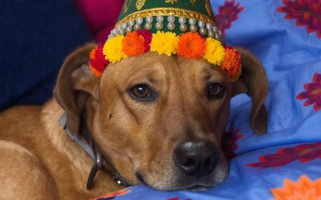 A realistic editorial pet-care scene illustrating Ganesh Chaturthi Pet Safety: A Calm Guide for Indian Homes.